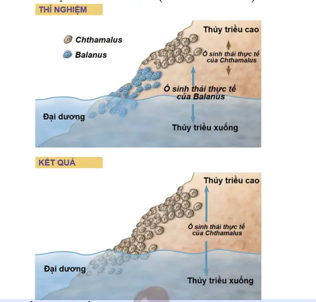Câu 11: Nhà sinh thái học Joseph Connell đã tiến hành nghiên cứuvề hai loài hà sống ở biển là Chthamalus stellatus và Balanus balanoides. Hai loài này phân bố ở các tầng cao thấp khác nhau trên vách đá dọc theo bờ biển Scotland. Loài Chthamalus thường sống ở vùng cao hơn so với loài Balanus phân bố ở các khu vực thấp hơn. Để kiểm tra xem sự phân bố của loài Chthamalus có bị ảnh hưởng bởi cạnh tranh từ loài Balanus hay không, Connell đã thực hiện một thí nghiệm bằng cách loại bỏ loài Balanus khỏi một số khu vực trên vách đá (hình bên dưới).Câu 11: Loài Chthamalus được xếp vào mối quan hệ sinh thái nào so với loài Balanus?
