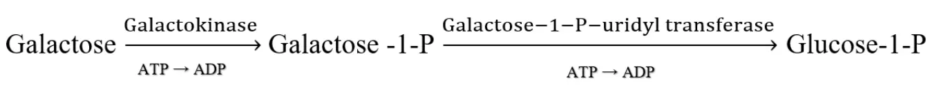 Câu 14: Một bé gái sơ sinh được đưa đến bệnh viện sau khi xuất hiện các triệu chứng bất thường nhưgiảm cân nghiêm trọng, kém phát triển trí tuệ, và gan to. Qua xét nghiệm máu, bác sĩ phát hiện hàm lượng galactose-1-phosphate (Galactose -1-P) trong cơ thể bé tăng cao, gây tích lũy độc tố và ức chế cácenzyme chuyển hóa khác. Bác sĩ nghi ngờ bé mắc hội chứng galactosemia - một bệnh di truyền bẩm sinh liên quan đến sự thiếu hụt enzyme galactose-1-phosphate uridyl transferase, dẫn đến rối loạn khả năng chuyển hóa galactose (hình bên dưới). Gia đình cho biết bé bú sữa mẹ từ khi sinh ra. Sau khi phân tích nguyên nhân.Bác sĩ khuyến nghị gì đối với trẻ bị hội chứng galactosemia?