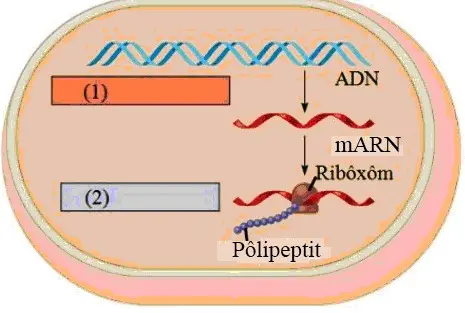 Câu 15: Hình dưới minh họa cơ chế di truyền ở sinh vật nhân sơ, (1) và (2) trong hình là kí hiệu các quá trình của cơ chế này. Phân tích hình này, hãy cho biết phát biểu nào sau đây đúng?