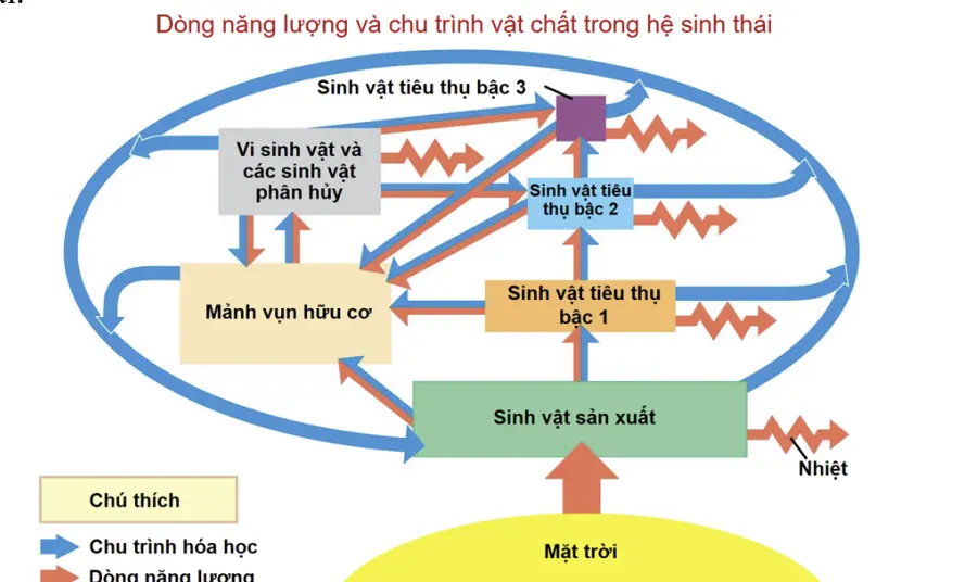 Câu 17: Dùng thông tin sau để trả lời câu 17 và câu 18: Sơ đồ dưới đây mô tả dòng năng lượng và chu trình vật chất trong hệ sinh thái Câu 17: Bậc dinh dưỡng nào trong sơ đồ trên thường có lượng năng lượng thấp nhất?
