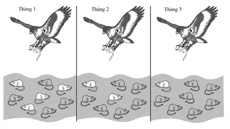 Câu 19: Cho hình vẽ sau mô tả quá trình săn mồi của một con diều dâu trong 3 tháng ở một quần thể chuột. Sự thay đổi trong quần thể chuột có thể được giải thích hợp lý bằng?
