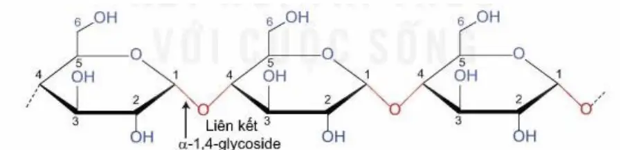 Câu 21: Câu 3. Tinh bột là một polysaccharide gồm nhiều đơn vị α - glucose liên kết với nhau tạo ra hai dạng mạch amylose và amylopectin, dưới đây là cấu tạo của một trong hai dạng này. a) Công thức mỗi đơn vị α - glucose là C6H10O5. b) Các đơn vị α -glucose trong đoạn mạch trên liên với nhau bởi liên kết α -1,4-glycoside. c) Đoạn mạch trên là cấu tạo của dạng amylopectin trong tinh bột. d) Để điều chế 10 lít ethyl alcohol 460 cần 8,1 kg tinh bột. Biết hiệu suất của cả quá trình là 80% và khối lượng riêng của ethyl alcohol nguyên chất là 0,8 g/mL.