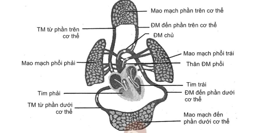 Câu 21: Hình bên dưới mô tả vòng tuần hoàn phổi và vòng tuần hoàn hệ thống ở người. a) Hệ tuần hoàn có nhiệm vụ chính là vận chuyển máu chứa oxy, chất dinh dưỡng đến các mô và lấy đi cácsản phẩm chuyển hóa. b) Máu trong động mạch giàu O2, máu trong tĩnh mạch giàu CO2. c) Đường đi của máu từ tâm thất trái đi ra là động mạch chủ. d) Chức năng của các van tim trong hệ tuần hoàn là điều hòa nhịp tim.