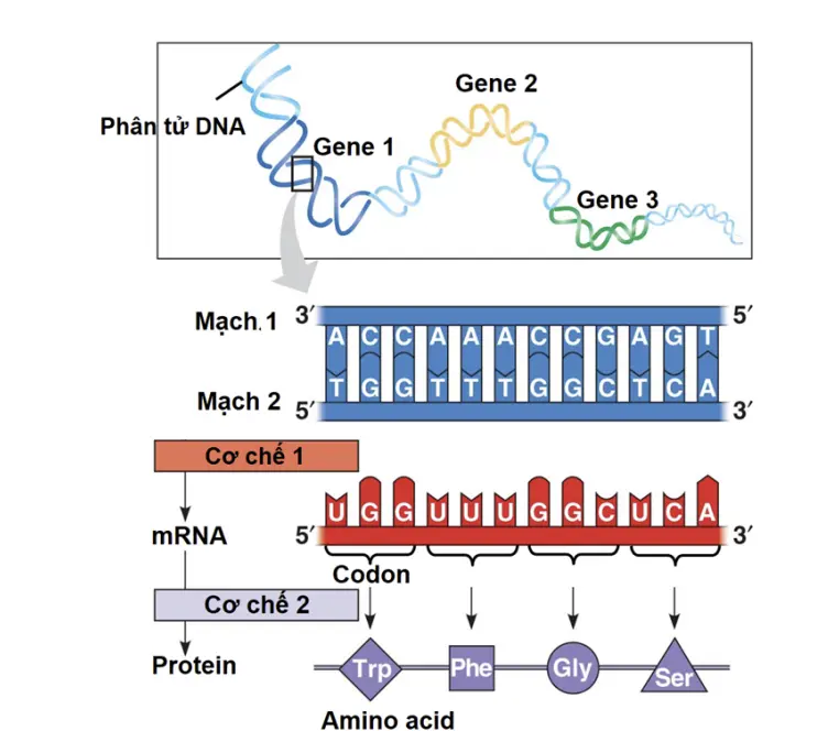 Câu 22: Sơ đồ dưới đây thể hiện các cơ chế di truyền ở câp độ phân tử: a) Nếu gene 1 nhân đôi 10 lần thì các gene 2 và 3 cũng nhân đôi 10 lần. b) Mạch 2 của phân tử DNA là mạch dùng làm khuôn trong quá trình phiên mã. c) Cơ chế 1 là quá trình phiên mã, cơ chế 2 là quá trình dịch mã. d) Trong số 3 phân tử DNA, mRNA và protein chỉ có 1 phân tử có liên kết hydrogen.