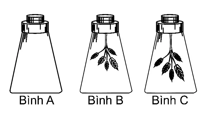 Câu 23: Cho thí nghiệm: Một học sinh đã thực hiện như sau: chuẩn bị 3 bình thủy tinh có nút kín A, B và C. Bình B và C có treo hai cành cây có diện tích lá lần lượt là là 40 cm2 và 60 cm2. Bình B và C chiếu sáng trong 30 phút. Sau đó lấy các cành cây ra và cho vào các bình A, B và C mỗi bình một lượng Ba(OH)2 như nhau, lắc đều sao cho khí CO2 trong bình hấp thụ hết. Trong số các phát biểu sau, có bao nhiêu phát biểu đúng? I. Sau 30 phút chiếu sáng, hàm lượng CO2 trong bình A là cao nhất. II. Sau 30 phút chiếu sáng, hàm lượng CO2 trong bình B cao hơn bình C. III. Sau khi hấp thụ CO2 thì hàm lượng Ba(OH)2 còn dư trong bình B là ít nhất. IV. Có thể thay thế dung dịch Ba(OH)2 trong thí nghiệm bằng dung dịch nước vôi trong