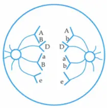 Câu 24: Hãy cho biết đâu là: Ý có nội dung không đúng khi nói về tỉ lệ giới tính?