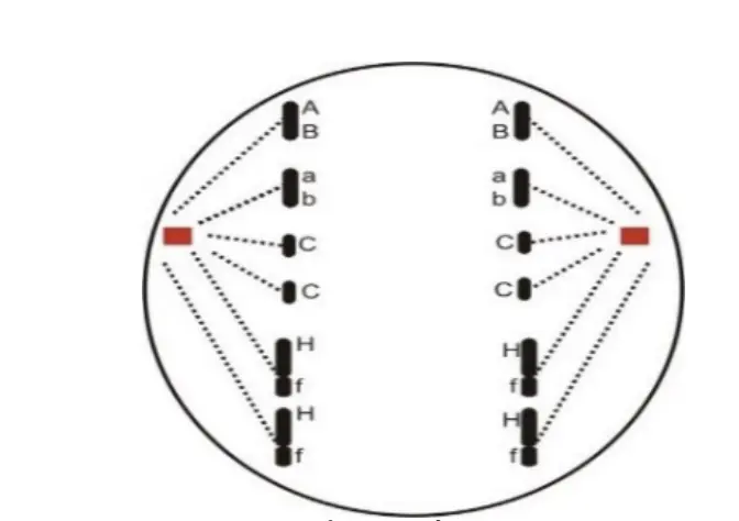 Câu 24: Quan sát một tế bào của 1 loài động vật đang phân bào bình thường (hình vẽ bên dưới). Một nhóm gồm 10 tế bào sinh dục sơ khai loài trên tiến hành nguyên phân 3 lần, các tế bào con tạo ra đều qua vùng chín giảm phân. Tổng số NST môi trường cung cấp cho nhóm tế bào sinh dục sơ khai thực hiện quá trình tạo giao tử là bao nhiêu?