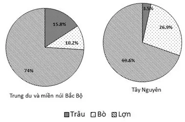 Câu 25: Cho biểu đồ: Cơ cấu số lượng vật nuôi Trung du miền núi Bắc Bộ và Tây Nguyên Nhận xét nào sau đây không đúng với cơ cấu số lượng vật nuôi của Trung du và miền núi Bắc Bộ so với Tây Nguyên năm 2014?
