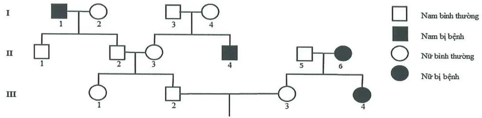Câu 28: Câu 28. Phả hệ sau đây mô tả sự di truyền bệnh phêninkêtô niệu ở người do một trong hai alen của một gen quy định. Theo lí thuyết, có tối đa bao nhiêu người trong phả hệ sau xác định được chính xác kiểu gen?