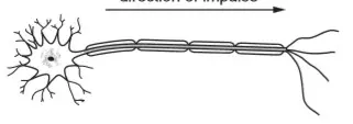 Câu 29: Hình bên mô tả chiều dẫn truyền xung thần kinh. Loại nơron và hướng dẫn truyền của xung thần kinh là gì?