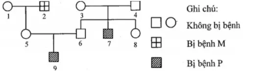 Câu 3: Câu 3. Sơ đồ phả hệ dưới dây mô tả sự di truyền hai bệnh ở người là bệnh P và bệnh M. Alen A quy định không bị bệnh P trội hoàn toàn so với alen a quy định bệnh P; alen B quy định không bị bệnh M trội hoàn toàn so với alen b quy định bệnh M. Các gen này nằm ở vùng không tương đồng của nhiễm sắc thể giới tính X. Dựa vào phả hệ này, có bao nhiêu phát biểu sau đây là đúng? I. Người số 3 dị hợp về bệnh P. II. Người số 5 có kiểu gen dị hợp về cả hai cặp gen. III. Có thể biết được kiểu gen của 6 người trong số 9 người nói trên. IV. Nếu cặp vợ chồng số 5, 6 sinh đứa con thứ hai bị cả hai bệnh thì người số 5 có hoán vị gen.