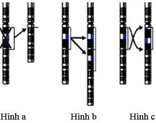 Câu 3: Hình dưới mô tả 3 dạng đột biến cấu trúc nhiễm sắc thể. Trình tự đúng theo thứ tự từ hình a đến hình b rồi đến hình c là:
