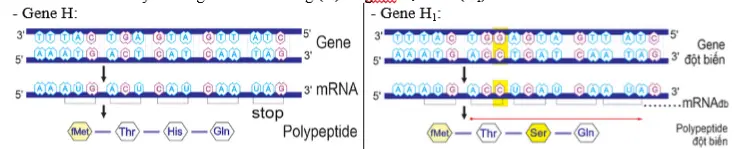 Câu 31: Câu 4. Hình sau đây mô tả gene bình thường (H) và gene đột biến $(H_1)$. Mỗi nhận định sau đây là Đúng hay Sai về hình này? a) Gene H1 là đột biến thay thế 1 cặp nucleotide.