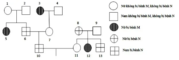 Câu 31: Phả hệ ở hình bên mô tả sự biểu hiện 2 bệnh ở 1 dòng họ. Biết rằng: alen H quy định bị bệnh N trội hoàn toàn so với alen h quy định không bị bệnh N; kiểu gen Hh quy định bị bệnh N ở nam, không bị bệnh N ở nữ; bệnh M do 1 trong 2 alen của 1 gen quy định; 2 cặp gen này nằm trên 2 cặp NST thường và mẹ của người số 3 bị bệnh N. Cho các phát biểu sau về phả hệ này: I. Bệnh M do alen lặn quy định. II. Có tối đa 7 người chưa xác định được chính xác kiểu gen. III. Có tối đa 5 người dị hợp 2 cặp gen. IV. Xác suất sinh con gái đầu lòng không bị bệnh M, không bị bệnh N đồng hợp 2 cặp gen của cặp 10-11 là 7/150. Theo lí thuyết, trong các phát biểu trên, có bao nhiêu phát biểu đúng?