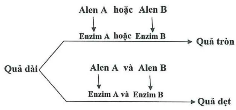 Câu 32: Câu 32. Ở bí ngô, tính trạng hình dạng quả do hai cặp gen A, a và B, b phân li độc lập cùng quy định theo sơ đồ chuyển hóa sau: Cho biết kiểu gen aabb quy định quả dài. Theo lí thuyết, có bao nhiêu phát biểu sau đây đúng? I. Trong quần thể, kiểu hình quả dẹt do nhiều loại kiểu gen quy định hơn kiểu hình quả tròn. II. Kiểu hình quả dẹt là kết quả của sự tương tác qua lại giữa sản phẩm của alen A và của alen B. III. Có bốn phép lai giữa hai cây có kiểu hình khác nhau đều tạo ra F1 có ba loại kiểu hình. IV. Cho ba cây quả tròn dị hợp giao phấn với một cây quả dẹt dị hợp hai cặp gen luôn tạo ra F1 có tỉ lệ kiểu hình là 4 cây quả dẹt : 3 cây quả tròn : 1 cây quả dài.
