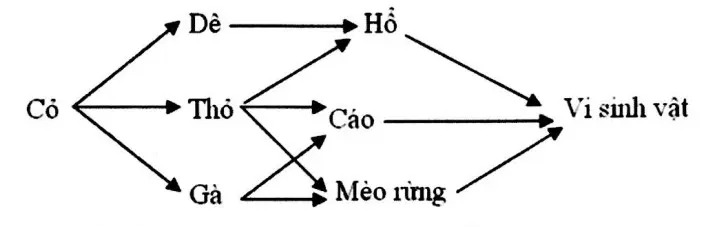 Câu 32: Cho lưới thức ăn sau, có bao nhiêu nhận định dưới đây đúng? I. Lưới thức ăn bao gồm 6 chuỗi thức ăn. II. Không tính đến sinh vật phân giải, có 5 mắt xích chung giữa các chuỗi thức ăn. III. Khi gà biến mất khỏi lưới thức ăn thì số lượng thỏ sẽ giảm mạnh. IV. Có ba loài sinh vật thuộc nhóm sinh vật tiêu thụ bậc 2.