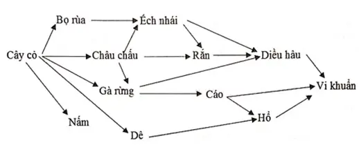 Câu 33: Giả sử một lưới thức ăn có sơ đồ như sau. Phát biểu dưới đây sai về loại thức ăn này?
