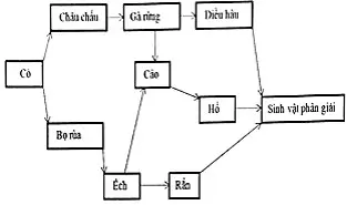Câu 34: Có bao nhiêu phát biểu về lưới thức ăn sau đây là đúng ? I. Lưới thức ăn trên có tối đa 5 chuỗi thức ăn II. Diều hâu và rắn tham gia vào ít chuỗi thức ăn nhất. III. Châu chấu, bọ rùa, gà rừng, cáo, hổ, ếch tham gia vào số chuỗi thức ăn bằng nhau. IV. Hổ có thể có bậc dinh dưỡng cao hơn diều hâu.