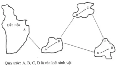 Câu 36: Có bao nhiêu phát biểu đúng về sơ đồ hình thành loài sau đây? I. Đây là sơ đồ hình thành loài bằng cách li địa lí. II. Quá trình này thường gặp ở các loài có khả năng phát tán mạnh. III. Những trở ngại địa lí tạo điều kiện cho sự phân hóa vốn gen giữa các quần thể cách li. IV. Sơ đồ góp phần giải thích đào đại dương hay tồn tại các loài đặc hữu.