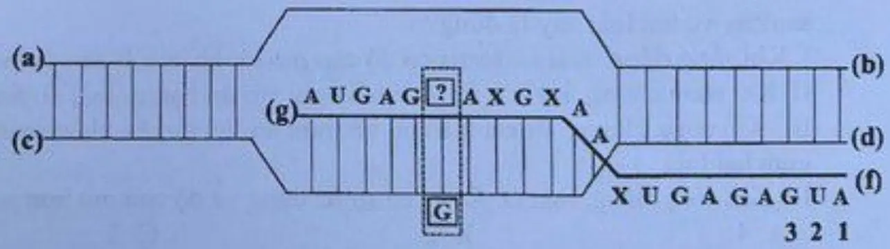 Câu 36: Hình bên mô tả một giai đoạn của quá trình phiên mã xảy ra trong vùng mã hóa của một gen ở sinh vật nhân sơ. Các kí hiệu (a), (b), (c), (d), (f), (g) là các vị trí tương ứng với đầu 3' hoặc 5' của mạch pôlinuclêôtit; vị trí nuclêôtit 1-2-3 là bộ ba mở đầu; nuclêôtit chưa xác định ? liên kết với nuclêôtit G của mạch khuôn trong quá trình phiên mã, các nuclêôtit còn lại của gen không được thể hiện trên hình. Có bao nhiêu phát biểu sau đây đúng? I. Vị trí (c) tương ứng với đầu 5' cùa mạch làm khuôn. II. Nếu nuclêôtit ? trên hình là U thì sẽ phát sinh đột biến gen. III. Nếu nuclêôtit ? trên hình là U thì phân tử mARN này khi làm khuôn để dịch mã sẽ tạo ra chuỗi pôlipeptit có 6 axit amin (không kể axit amin mở dầu). IV. Quá trình phiên mã của gen này chỉ diễn ra trên một mạch.
