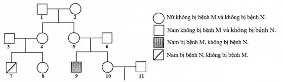 Câu 38: Cho sơ đồ phả hệ sau Cho biết bệnh M do 1 trong 2 alen của 1 gen nằm trên NST thường quy định; bệnh N do 1 trong 2 alen của 1 gen nằm ở vùng không tương đồng trên NST giới tính X quy định; Người 11 có bố và mẹ không bị bệnh M nhưng có em gái bị bệnh M. Theo lí thuyết, xác suất sinh con trai đầu lòng không bị bệnh M và bị bệnh N của cặp 10 -11 là: