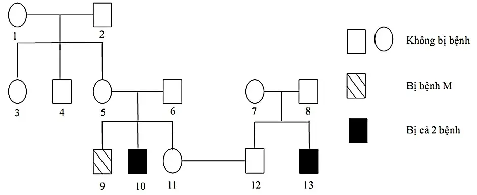 Câu 38: Ở người, bệnh M và bệnh N là hai bệnh do đột biến gen lặn nằm ở vùng không tương đồng trên nhiễm sắc thể giới tính X, khoảng cách giữa 2 gen là 40 cM. Người bình thường mang hai gen A và B, hai alen này đều trội hoàn toàn so với gen lặn tương ứng. Cho sơ đồ phả hệ sau Biết rằng không phát sinh các đột biến mới ở tất cả các cá thể trong phả hệ. Có bao nhiêu phát biểu sau đây là đúng? I. Tất cả những người nam trong phả hệ đều bị bệnh. II. Có thể xác định được chính xác kiểu gen của 9 người. III. Nếu người số 13 có vợ không bị bệnh nhưng bố của vợ bị cả hai bệnh thì xác suất sinh con gái bị bệnh là 35%. IV. Xác suất sinh con đầu lòng bị cả hai bệnh của cặp vợ chồng số 11- 12 là 4,5%.