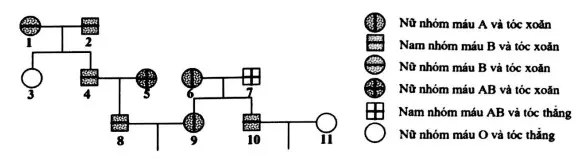 Câu 38: Ở người, gen qui định nhóm máu và gen qui định dạng tóc đều nằm trên nhiễm sắc thể thường và phân li độc lập. Theo dõi sự di truyền của hai gen này ở một dòng họ, người ta vẽ được phả hệ sau: Biết rằng gen qui định nhóm máu gồm 3 alen, trong đó kiểu gen IAIA và IAIO đều qui định nhóm máu A, kiểu gen IBIB và IBIO đều qui định nhóm máu B, kiểu gen IAIB qui định nhóm máu AB và kiểu gen IOIO qui định nhóm máu O, gen qui định dạng tóc có hai alen, alen trội là trội hoàn toàn, người số 5 mang alen qui định tóc thẳng và không phát sinh đột biến mới ở tất cả những người trong phả hệ. Theo lí thuyết, có bao nhiêu phát biểu sau đây đúng? I. Xác định được tối đa kiểu gen của 7 người trong phả hệ. II. Người số 6 và người số 9 có thể có kiểu gen khác nhau. III. Xác suất sinh con có nhóm máu AB và tóc xoăn của cặp 8 - 9 là 17/32. IV. Xác suất sinh con có nhóm máu O và tóc thẳng của cặp 10 - 11 là 1/4.
