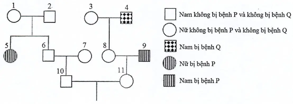 Câu 39: Cho phả hệ sau: Cho biết mỗi bệnh đều do 1 trong 2 alen của 1 gen quy định; gen quy định bệnh P nằm trên NST thường; gen quy định bệnh Q nằm ở vùng không tương đồng trên NST giới tính X; người số 7 không mang alen gây bệnh P và không mang alen gây bệnh Q. Cho các phát biểu sau: I. Xác định được tối đa kiểu gen của 3 người. II. Người số 3 và người số 8 có thể có kiểu gen giống nhau. III. Xác suất sinh con đầu lòng là con trai chỉ bị bệnh P của cặp 10 - 11 là 1/32. IV. Xác suất sinh con đầu lòng không mang alen gây bệnh P và không mang alen gây bệnh Q của cặp 10 - 11 là 5/16. Theo lí thuyết, có bao nhiêu phát biểu đúng trong các phát biểu trên?