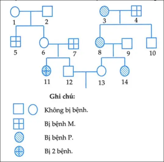 Câu 39: Cho sơ đồ phả hệ ở hình dưới đây mô tả sự di truyền 2 bệnh ở người: Bệnh P do một trong hai alen của một gen nằm trên nhiễm sắc thể thường quy định; bệnh M do một trong hai alen của một gen nằm ở vùng không tương đồng trên nhiễm sắc thể giới tính X quy định. Biết rằng không xảy ra đột biến. Theo lí thuyết, có bao nhiêu phát biểu sau đây đúng? I. Người số 7 không mang alen quy định bệnh P. II. Người số 13 có kiểu gen đồng hợp tử về hai cặp gen. III. Xác suất sinh con thứ nhất chỉ bị bệnh P của cặp 12 – 13 là 7/96. IV. Xác suất sinh con thứ nhất là con trai và chỉ bị bệnh P của cặp 12 – 13 là 1/16.