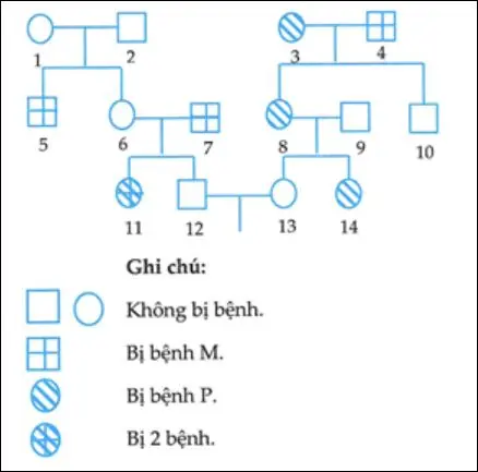 Câu 40: Cho phả hệ ở hình dưới đây mô tả sự di truyền 2 bệnh ở người: Bệnh P do một trong hai alen của một gen nằm trên nhiễm sắc thể thường quy định; bệnh M do một trong hai alen của một gen nằm ở vùng không tương đồng trên nhiễm sắc thể giới tính X quy định. Biết rằng không xảy ra đột biến. Theo lí thuyết, có bao nhiêu phát biểu sau đây đúng? I. Trong gia đình cặp vợ chồng 3-4 và con đẻ của họ, có thể xác định được kiểu gen của người bố số 4 và các con. II. Người số 6 có kiểu gen đồng hợp tử về hai cặp gen. III. Xác suất sinh con thứ nhất chỉ bị bệnh P của cặp 12 - 13 là 1/48. IV. Xác suất sinh con thứ nhất là con trai và bị cả 2 bệnh của cặp 12 -13 là 1/48.
