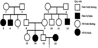 Câu 40: Cho phả hệ về sự di truyền một bệnh ở người do 1 trong 2 alen của một gen quy định: Biết rằng không xảy ra các đột biến mới ở tất cả những người trong các gia đình trên. Dựa vào các thông tin trên, hãy cho biết, trong các kết luận sau, có bao nhiêu kết luận đúng về phả hệ trên? (1) Bệnh do gen lặn nằm trên NST thường quy định. (2) Xác suất để cặp vợ chồng (15) và (16) sinh ra đứa con gái bị mắc bệnh trên là 1/6. (3) Có ít nhất 11 người trong phả hệ đã biết chắc chắn kiểu gen. (4) Có tối đa 10 người trong phả hệ trên có kiểu gen đồng hợp.