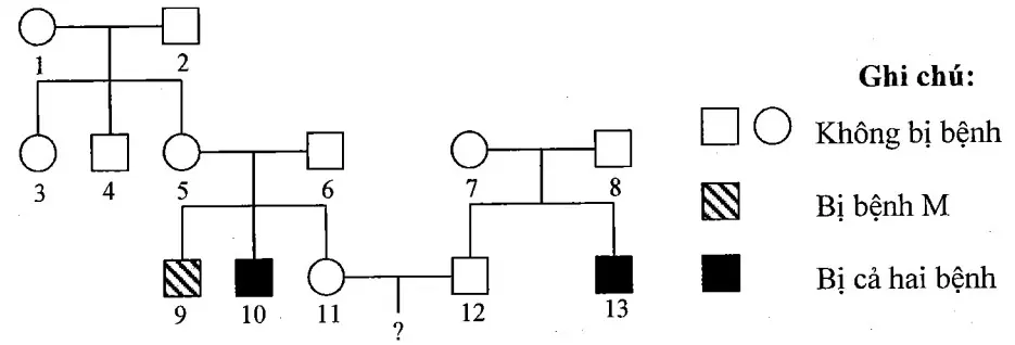 Câu 40: Ở người, bệnh A và bệnh B là hai bệnh do đột biến gen lặn nằm ở vùng không tương đồng trên NST giới tính X, khoảng cách giữa hai gen là 30 cM. Người bình thường mang gen A và B, hai gen này đều trội hoàn toàn so với gen lặn tương ứng. Cho sơ đồ phả hệ sau: Biết rằng không phát sinh các đột biến mới ở tất cả các cá thể trong phả hệ. Theo lí thuyết, có bao nhiêu phát biểu sau đây đúng? I. Biết được chính xác kiểu gen của 9 người. II. Nếu người số 13 có vợ không bị bệnh nhưng bố của vợ bị cả hai bệnh thì xác suất sinh 1 con gái không bị bệnh là 17,5%. III. Cặp vợ chồng III11 – III12 trong phả hệ này sinh con, xác suất đứa con đầu lòng là con trai bị cả hai bệnh là 6,125%. IV. Nếu đứa con đầu lòng của cặp vợ chồng III11 – III12 trong phả hệ này bị cả 2 bệnh, xác suất đứa con thứ 2 bị cả 2 bệnh là 17,5%.