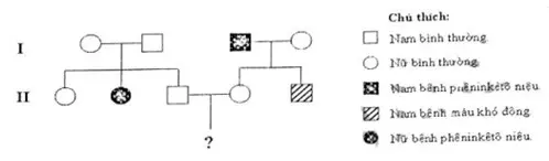 Câu 40: Ở người, bệnh pheninketo niệu do một trong hai alen của gen nằm trên nhiễm sắc thể thường; bệnh máu khó đông do một trong hai alen của gen nằm trên đoạn không tương đồng của nhiễm sắc thể X quy định. Theo dõi sự di truyền của hai bệnh này trong một gia đình qua hai thế hệ được thể hiện qua sơ đồ phả hệ dưới đây: Không có sự phát sinh đột biến mới ở tất cả các cá thể trong gia đình; các tính trạng trội, lặn hoàn toàn. Phát biểu nào sau đây là không đúng khi nói về đứa con đầu lòng của cặp vợ chồng ở thế hệ thứ II đối với hai bệnh nói trên? (1) Xác suất không mang alen bệnh đối với cả hai bệnh trên bằng 1/4. (2) Xác suất là con gái và không bị bệnh trong số hai bệnh trên bằng 5/12. (3) Xác suất là con gái và chỉ bị một trong hai bệnh trên bằng 1/6. (4) Xác suất là con trai và chỉ bị một trong hai bệnh trên bằng 1/6. Số đáp án đúng: