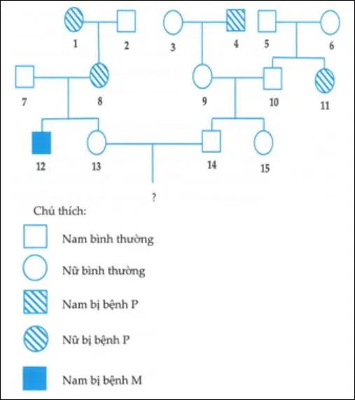 Câu 40: Phả hệ dưới đây mô tả sự di truyền hai bệnh ở người: bệnh M và bệnh P Biết rằng không xảy ra đột biến ở tất cả những người trong phả hệ trên. Phân tích phả hệ và cho biết có bao nhiêu kết luận đúng trong số các kết luận dưới đây? I. Có một trong hai bệnh trên do gen nằm trên vùng không tương đồng của NST X quy định. II. Xác định được chính xác kiểu gen của 8 người trong phả hệ trên. III. Cặp vợ chồng 13 - 14 sinh ra một đứa con trai, xác suất để đứa con này chỉ bị một bệnh là 37,5%. IV. Xác suất để cặp vợ chồng 13 - 14 sinh thêm một đứa con gái bình thường và không mang alen gây bệnh là 13,125%.