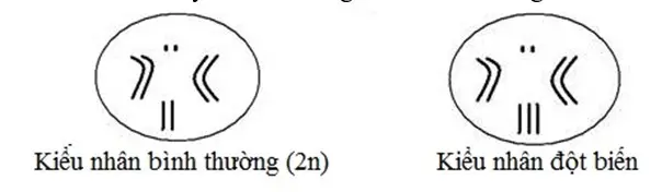 Câu 5: Chọn ý đúng: Từ sơ đồ kiểu nhân sau. Hãy cho biết dạng đột biến số lượng nhiễm sắc thể đã xảy ra?