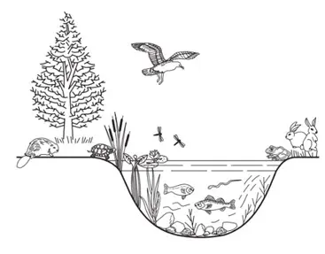 Câu 9: Quan sát hình vẽ dưới đây mô tả nhiều loài động thực vật cùng môi trường sống của chúng. Cấp độ tổ chức sống nào sau đây là phù hợp nhất mà hình vẽ trên mô tả?